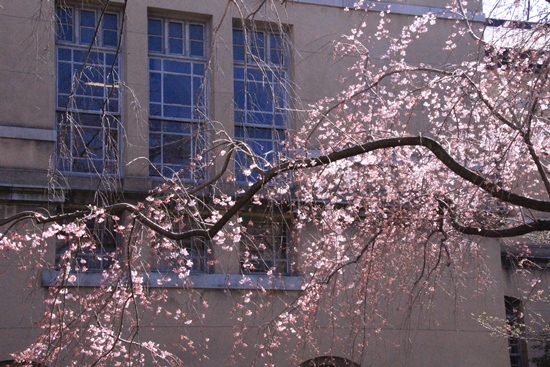 6353-15.3.26祇園しだれ桜　北側から一枝開花状況.jpg